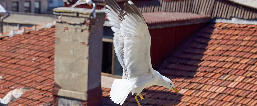 Residential Chimney Animal Removal Solution in Canton, GA